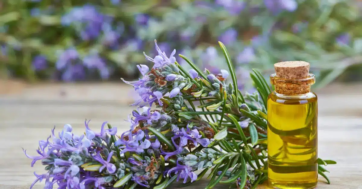 Korean Rosemary Oil